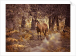 Wild Horse, New Forest by Assaf Frank